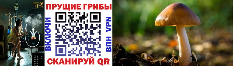 Псилоцибиновые грибы мухоморы  закладка  кракен маркетплейс  Касли 